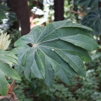 Tetrapanax papyrifer (Hook.) K.Koch